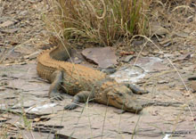 Crocodile - Ranthambore - Inde